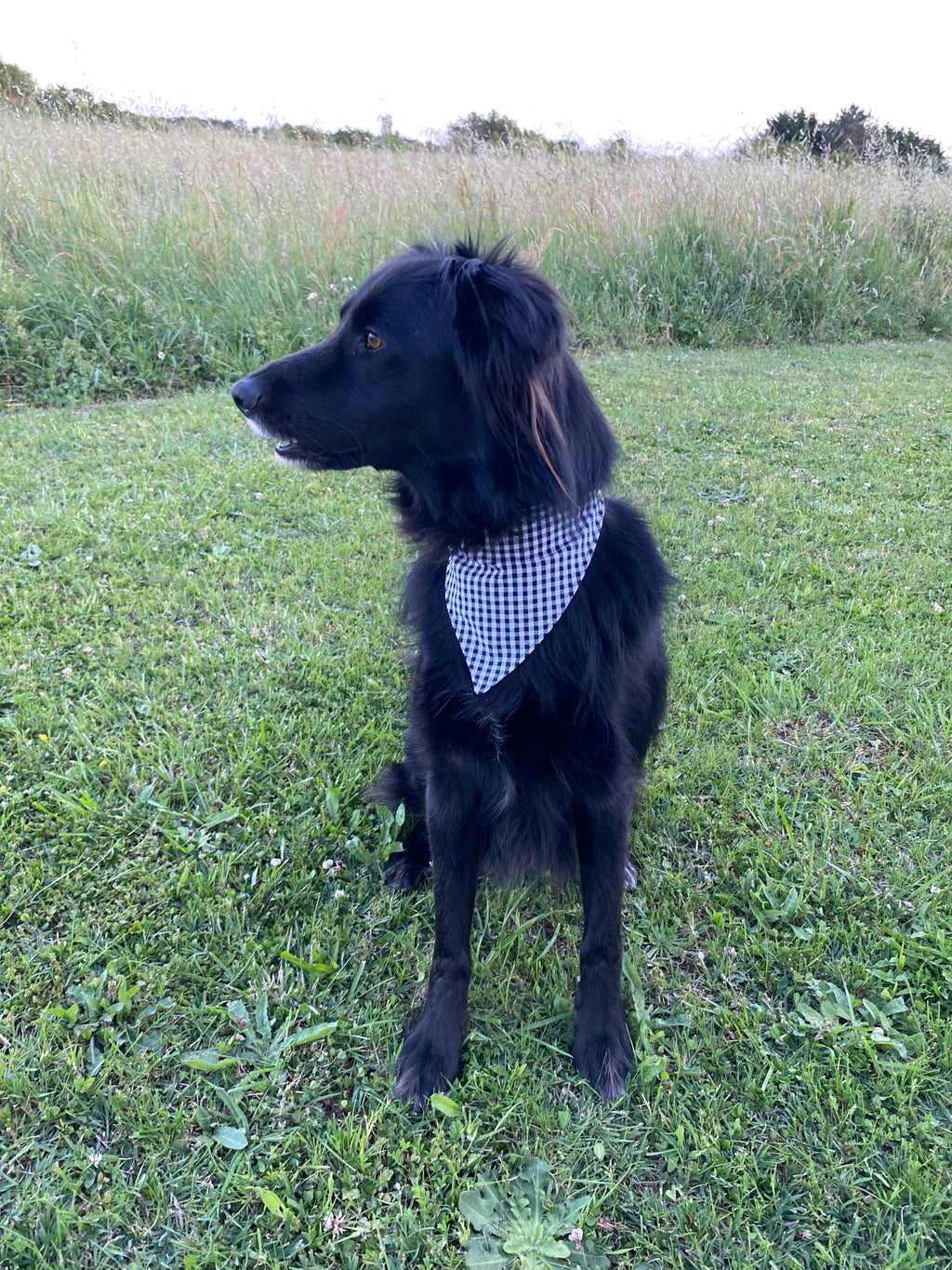 Bandana clipit - Élégance