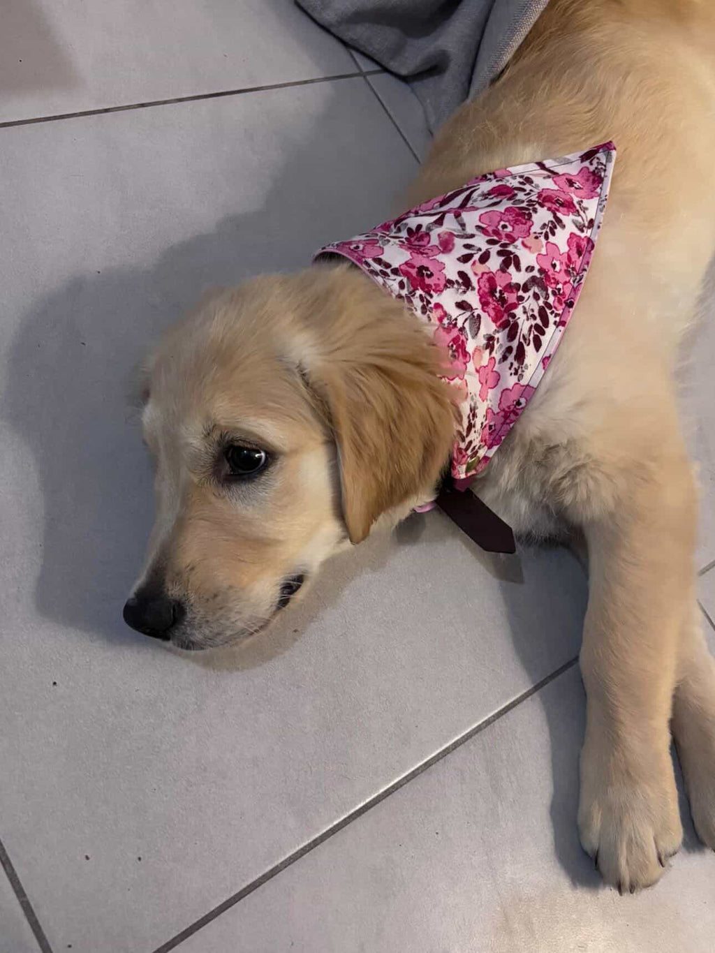 Bandana clipit - Amoria