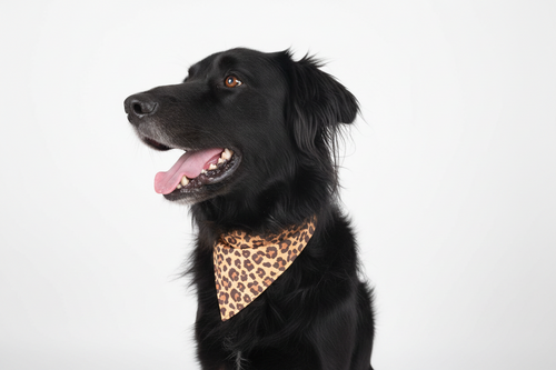 Bandana clipit - Le Sauvage